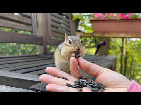 Squirrel!! 추천 영상 1